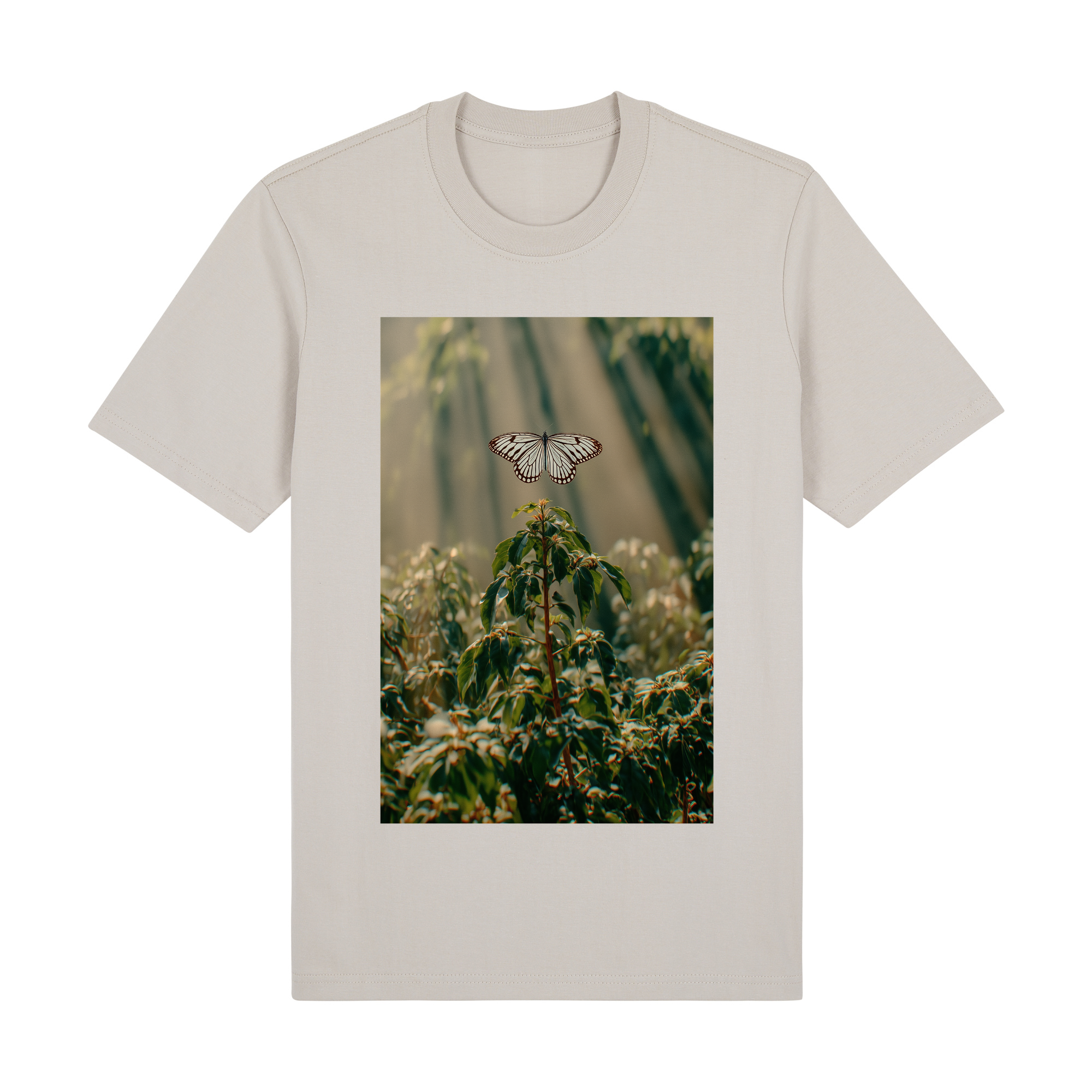 butterfly forest